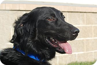 Curly-Coated Retriever/Border Collie Mix Dog for Sale in London, Kentucky - Lucky Curly-Coated Retriever/Border Collie Mix Dog for Sale in London, Kentucky - Lucky