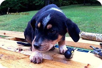 Retriever (Unknown Type) Mix Puppy for Sale in Danbury, Connecticut - Cass aka Barker Retriever (Unknown Type) Mix Puppy for Sale in Danbury, Connecticut - Cass aka Barker