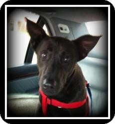 Shepherd (Unknown Type)/Labrador Retriever Mix Dog for Sale in Indian Trail, North Carolina - Charley Shepherd (Unknown Type)/Labrador Retriever Mix Dog for Sale in Indian Trail, North Carolina - Charley