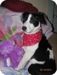 Border Collie Mix Puppy for Sale in Marlton, New Jersey - Lucy Border Collie Mix Puppy for Sale in Marlton, New Jersey - Lucy