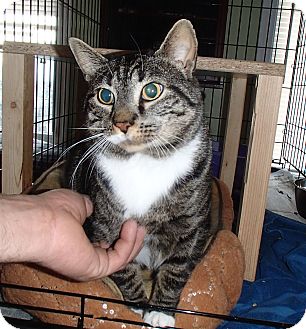 Domestic Shorthair Cat for Sale in Bedford, Virginia - Sammy Domestic Shorthair Cat for Sale in Bedford, Virginia - Sammy