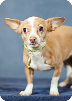 Chihuahua Mix Dog for Sale in Westminster, Colorado - Hope Chihuahua Mix Dog for Sale in Westminster, Colorado - Hope