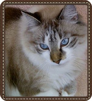 Ragdoll Cat for Sale in Bradenton, Florida - Apollo Ragdoll Cat for Sale in Bradenton, Florida - Apollo