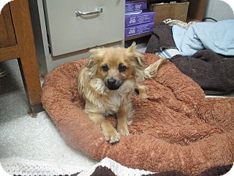 Pomeranian Mix Dog for Sale in Hamilton, Montana - Percy Pomeranian Mix Dog for Sale in Hamilton, Montana - Percy