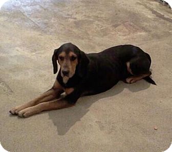 Black and Tan Coonhound/Shepherd (Unknown Type) Mix Dog for Sale in Schererville, Indiana - Jimmy Black and Tan Coonhound/Shepherd (Unknown Type) Mix Dog for Sale in Schererville, Indiana - Jimmy
