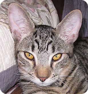 Bengal Cat for Sale in Winchester, California - Daxton Bengal Cat for Sale in Winchester, California - Daxton