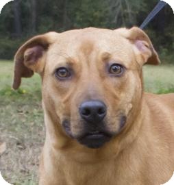 Catahoula Leopard Dog/Plott Hound Mix Dog for Sale in Gainesville, Florida - Caesar Catahoula Leopard Dog/Plott Hound Mix Dog for Sale in Gainesville, Florida - Caesar