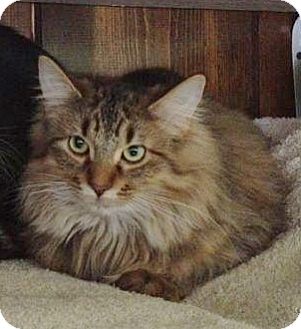 Domestic Longhair Cat for Sale in Grand Rapids, Michigan - Stuffin Domestic Longhair Cat for Sale in Grand Rapids, Michigan - Stuffin