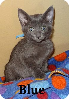 Domestic Shorthair Kitten for Sale in Bentonville, Arkansas - Blue Domestic Shorthair Kitten for Sale in Bentonville, Arkansas - Blue