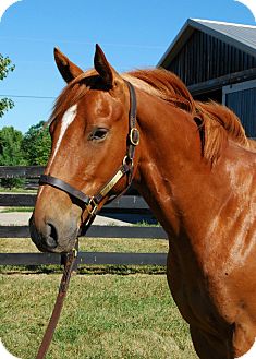 Thoroughbred for Sale in Nicholasville, Kentucky - Samson Thoroughbred for Sale in Nicholasville, Kentucky - Samson