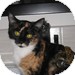 Domestic Shorthair Kitten for Sale in Vancouver, British Columbia - Tansy Domestic Shorthair Kitten for Sale in Vancouver, British Columbia - Tansy