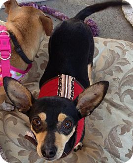 Chihuahua Mix Dog for Sale in San Diego, California - River Chihuahua Mix Dog for Sale in San Diego, California - River