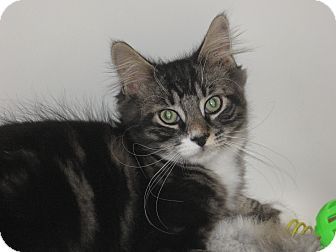 Domestic Longhair Kitten for Sale in Speonk, New York - Ade Domestic Longhair Kitten for Sale in Speonk, New York - Ade