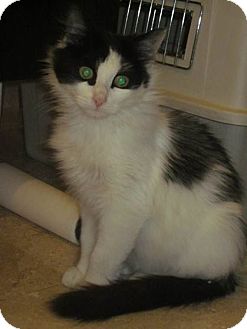 Domestic Longhair Cat for Sale in New York, New York - Gorgeous Sabrina Domestic Longhair Cat for Sale in New York, New York - Gorgeous Sabrina