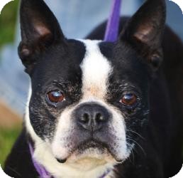 Boston Terrier Dog for Sale in Westland, Michigan - Coach Boston Terrier Dog for Sale in Westland, Michigan - Coach