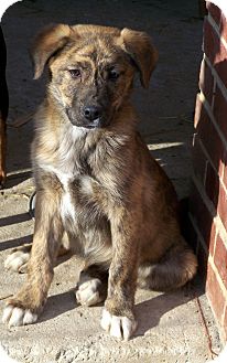 Boxer/Golden Retriever Mix Puppy for Sale in Niagra Falls, New York - Faye Boxer/Golden Retriever Mix Puppy for Sale in Niagra Falls, New York - Faye