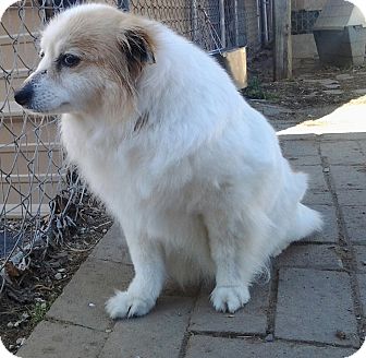 Pomeranian/Spitz (Unknown Type, Medium) Mix Dog for Sale in London, Kentucky - Ginger Pomeranian/Spitz (Unknown Type, Medium) Mix Dog for Sale in London, Kentucky - Ginger