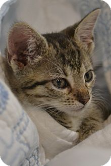 Domestic Shorthair Kitten for Sale in Oceanside, New York - Harts & Haide Domestic Shorthair Kitten for Sale in Oceanside, New York - Harts & Haide