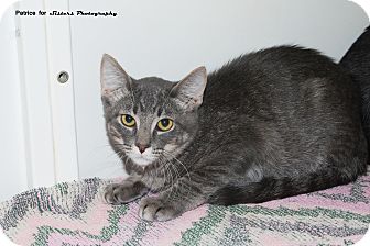 Domestic Shorthair Kitten for Sale in Lincoln, Nebraska - Dorian Grey Domestic Shorthair Kitten for Sale in Lincoln, Nebraska - Dorian Grey