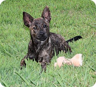 Terrier (Unknown Type, Small)/Chihuahua Mix Dog for Sale in Columbus, Georgia - Maybell Terrier (Unknown Type, Small)/Chihuahua Mix Dog for Sale in Columbus, Georgia - Maybell