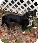 Labrador Retriever Mix Puppy for Sale in Windham, New Hampshire - Ruby Mae (In New England) Labrador Retriever Mix Puppy for Sale in Windham, New Hampshire - Ruby Mae (In New England)