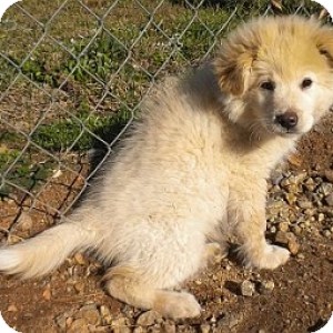 Great Pyrenees/Labrador Retriever Mix Puppy for Sale in Athens, Georgia - Cotton Great Pyrenees/Labrador Retriever Mix Puppy for Sale in Athens, Georgia - Cotton