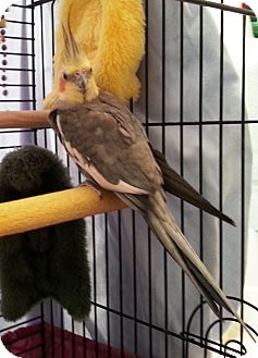 Cockatiel for Sale in Shawnee Mission, Kansas - Ziggy(2) Cockatiel for Sale in Shawnee Mission, Kansas - Ziggy(2)