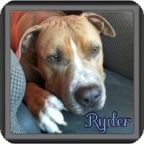 American Pit Bull Terrier/Mastiff Mix Dog for Sale in Spring, Texas - Ryder American Pit Bull Terrier/Mastiff Mix Dog for Sale in Spring, Texas - Ryder