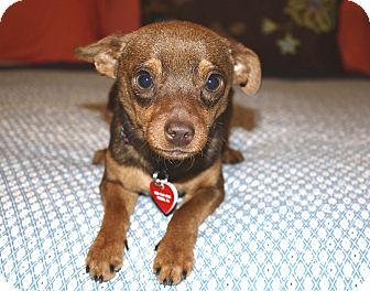 Miniature Pinscher/Chihuahua Mix Dog for Sale in Bellflower, California - Kenny-7 lbs Miniature Pinscher/Chihuahua Mix Dog for Sale in Bellflower, California - Kenny-7 lbs