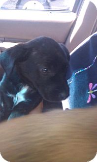Collie Mix Puppy for Sale in Largo, Florida - Brady Collie Mix Puppy for Sale in Largo, Florida - Brady