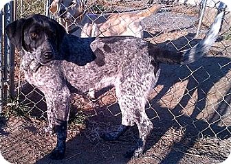 German Shorthaired Pointer Mix Dog for Sale in Niagra Falls, New York - Nellie $50.00 Off Adopt Fee German Shorthaired Pointer Mix Dog for Sale in Niagra Falls, New York - Nellie $50.00 Off Adopt Fee