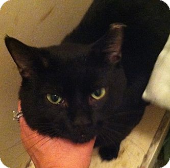 Domestic Shorthair Cat for Sale in Chicago, Illinois - Midnight Domestic Shorthair Cat for Sale in Chicago, Illinois - Midnight
