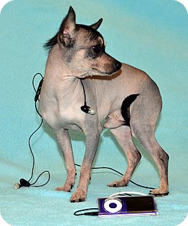 Xoloitzcuintle/Mexican Hairless Mix Dog for Sale in Bridgeton, Missouri - IPod-Adoption pending Xoloitzcuintle/Mexican Hairless Mix Dog for Sale in Bridgeton, Missouri - IPod-Adoption pending