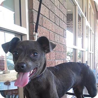Dachshund/Chihuahua Mix Puppy for Sale in Scottsdale, Arizona - Smokey Dachshund/Chihuahua Mix Puppy for Sale in Scottsdale, Arizona - Smokey
