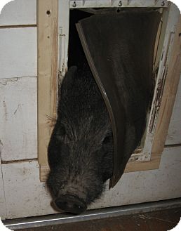 Pig (Potbellied) for Sale in Las Vegas, Nevada - Mr. Piggy in El Cajon, CA Pig (Potbellied) for Sale in Las Vegas, Nevada - Mr. Piggy in El Cajon, CA
