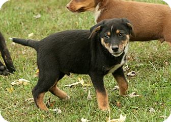 Retriever (Unknown Type) Mix Puppy for Sale in Danbury, Connecticut - Comer PENDING Retriever (Unknown Type) Mix Puppy for Sale in Danbury, Connecticut - Comer PENDING