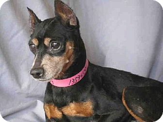 Miniature Pinscher Dog for Sale in Temecula, California - Otis Miniature Pinscher Dog for Sale in Temecula, California - Otis