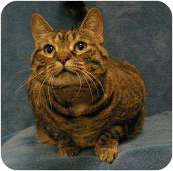 Domestic Shorthair Cat for Sale in Sacramento, California - Mamas Domestic Shorthair Cat for Sale in Sacramento, California - Mamas