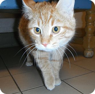 Domestic Shorthair Cat for Sale in Jackson, Michigan - Monty Domestic Shorthair Cat for Sale in Jackson, Michigan - Monty