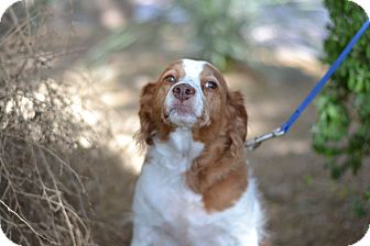 Brittany Mix Dog for Sale in Gilbert, Arizona - Snoopy Brittany Mix Dog for Sale in Gilbert, Arizona - Snoopy