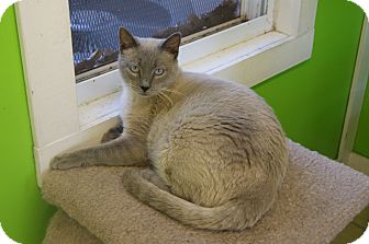 Siamese Cat for Sale in Memphis, Tennessee - Apollo Siamese Cat for Sale in Memphis, Tennessee - Apollo