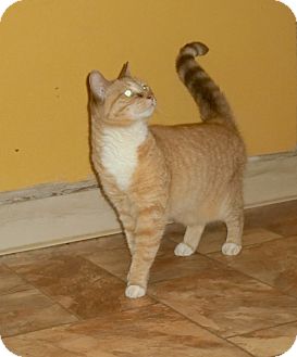 American Shorthair Cat for Sale in Petersburg, Virginia - Maggie American Shorthair Cat for Sale in Petersburg, Virginia - Maggie