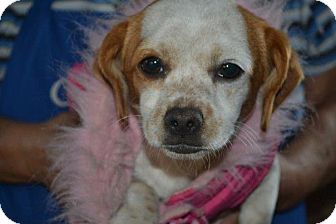 Dachshund/Chihuahua Mix Puppy for Sale in San Diego, California - Honey Dachshund/Chihuahua Mix Puppy for Sale in San Diego, California - Honey
