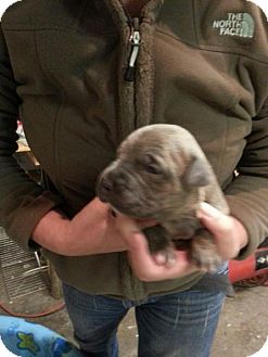 American Pit Bull Terrier Mix Puppy for Sale in Tulsa, Oklahoma - Un-named Puppy American Pit Bull Terrier Mix Puppy for Sale in Tulsa, Oklahoma - Un-named Puppy