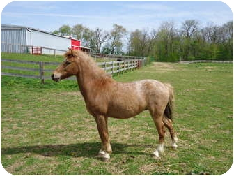 Pony - Other/Pony - of America Mix for Sale in Marengo, Ohio - Tinkerbelle Pony - Other/Pony - of America Mix for Sale in Marengo, Ohio - Tinkerbelle
