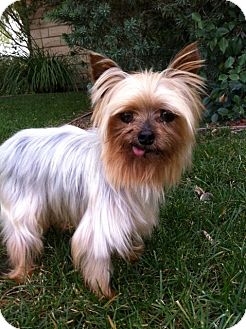 Yorkie, Yorkshire Terrier Dog for Sale in Irvine, California - FREDDIE, tiny 3 lbs Yorkie, Yorkshire Terrier Dog for Sale in Irvine, California - FREDDIE, tiny 3 lbs