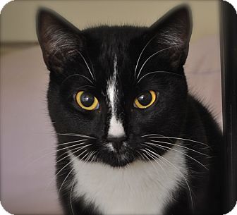 Domestic Shorthair Cat for Sale in Bensalem, Pennsylvania - Turk Domestic Shorthair Cat for Sale in Bensalem, Pennsylvania - Turk