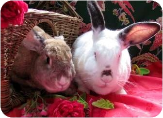 Californian Mix for Sale in Huntsville, Alabama - Babar And Celeste Californian Mix for Sale in Huntsville, Alabama - Babar And Celeste