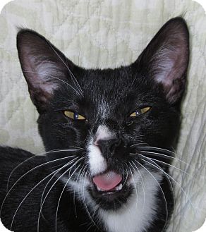 Domestic Shorthair Kitten for Sale in Winchester, California - Lambert Domestic Shorthair Kitten for Sale in Winchester, California - Lambert