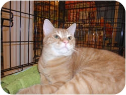 Domestic Longhair Cat for Sale in Loudonville, New York - Rocky Domestic Longhair Cat for Sale in Loudonville, New York - Rocky